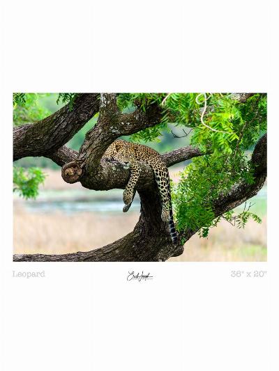 Erich Joseph - Napping Leopard - Print 