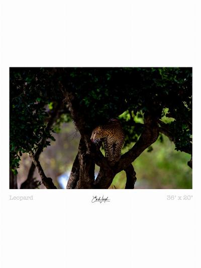 Erich Joseph - Scouting Leopard on tree - Print 