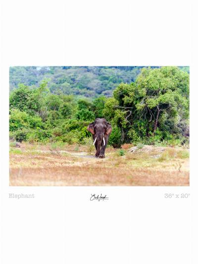 Erich Joseph - Lone Elephant - Print 