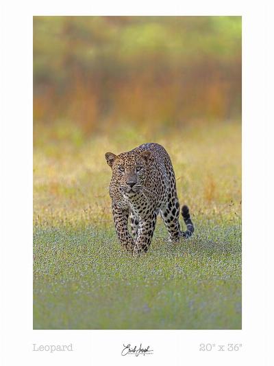 Erich Joseph - Prowling Leopard - Portrait Print 