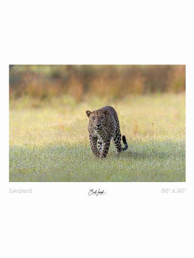Erich Joseph - Prowling Leopard - Landscape Print 